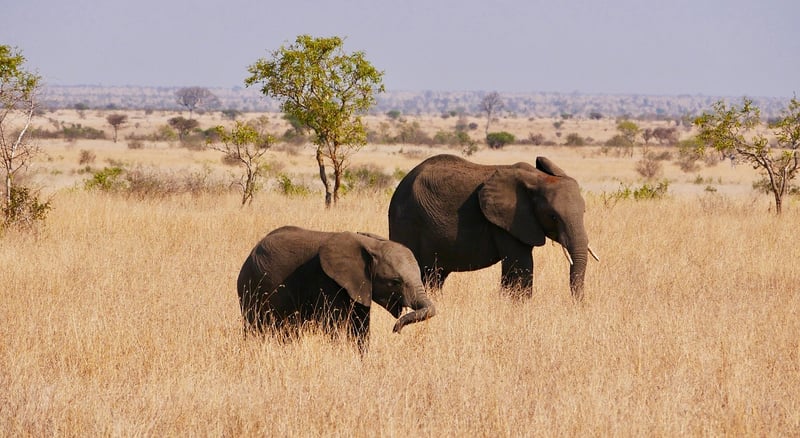 Kruger National Park